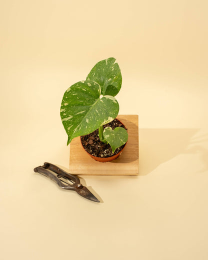 Monstera 'Thai Constellation'