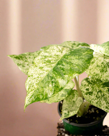 Alocasia 'Odora Batik'