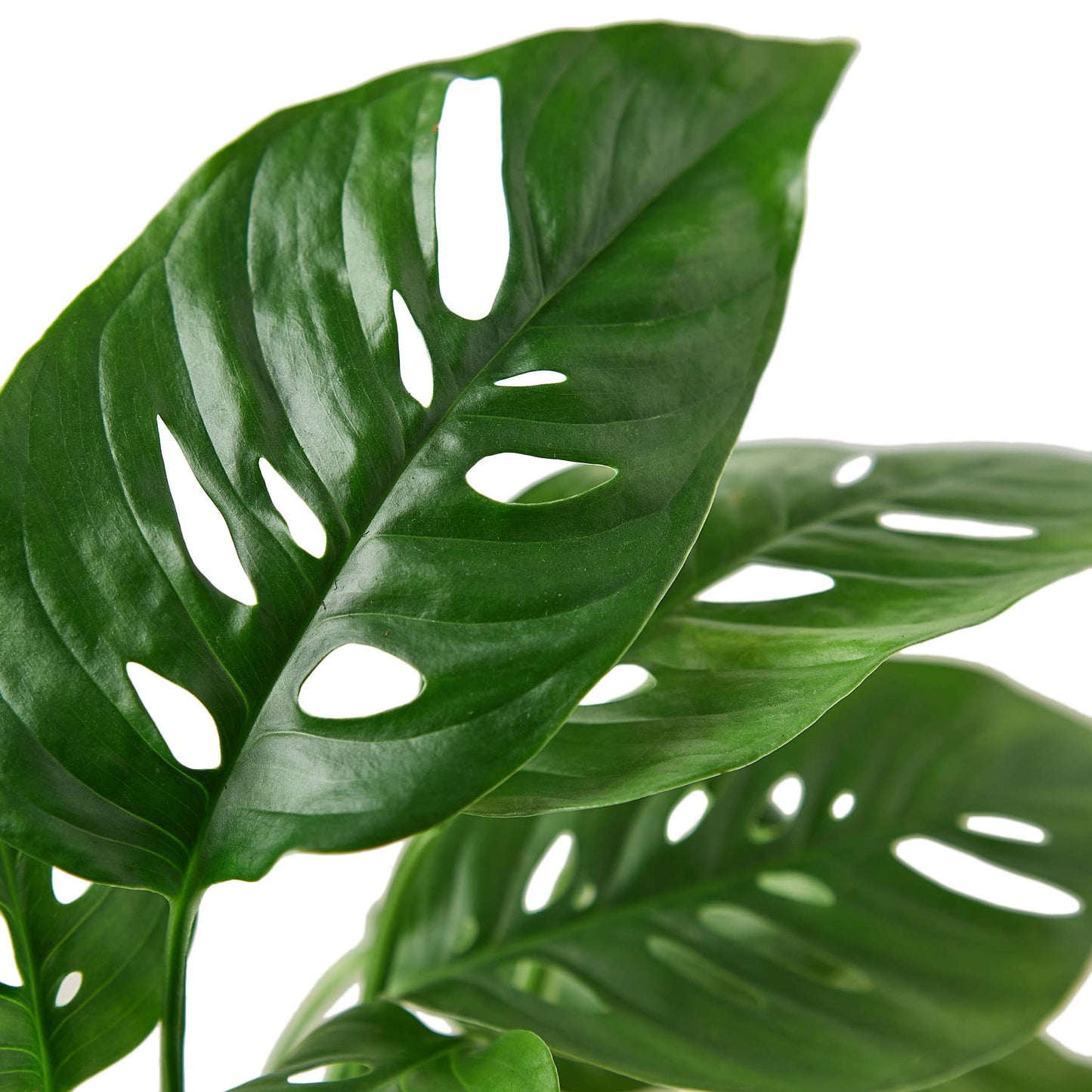 Monstera Swiss Cheese 4-inch