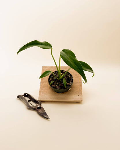 Monstera 'Burle Marx Flame'