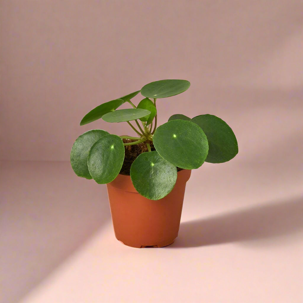Pilea Peperomioides