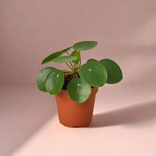Pilea Peperomioides