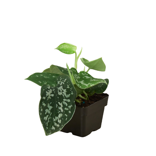 Satin Pothos 3-inch