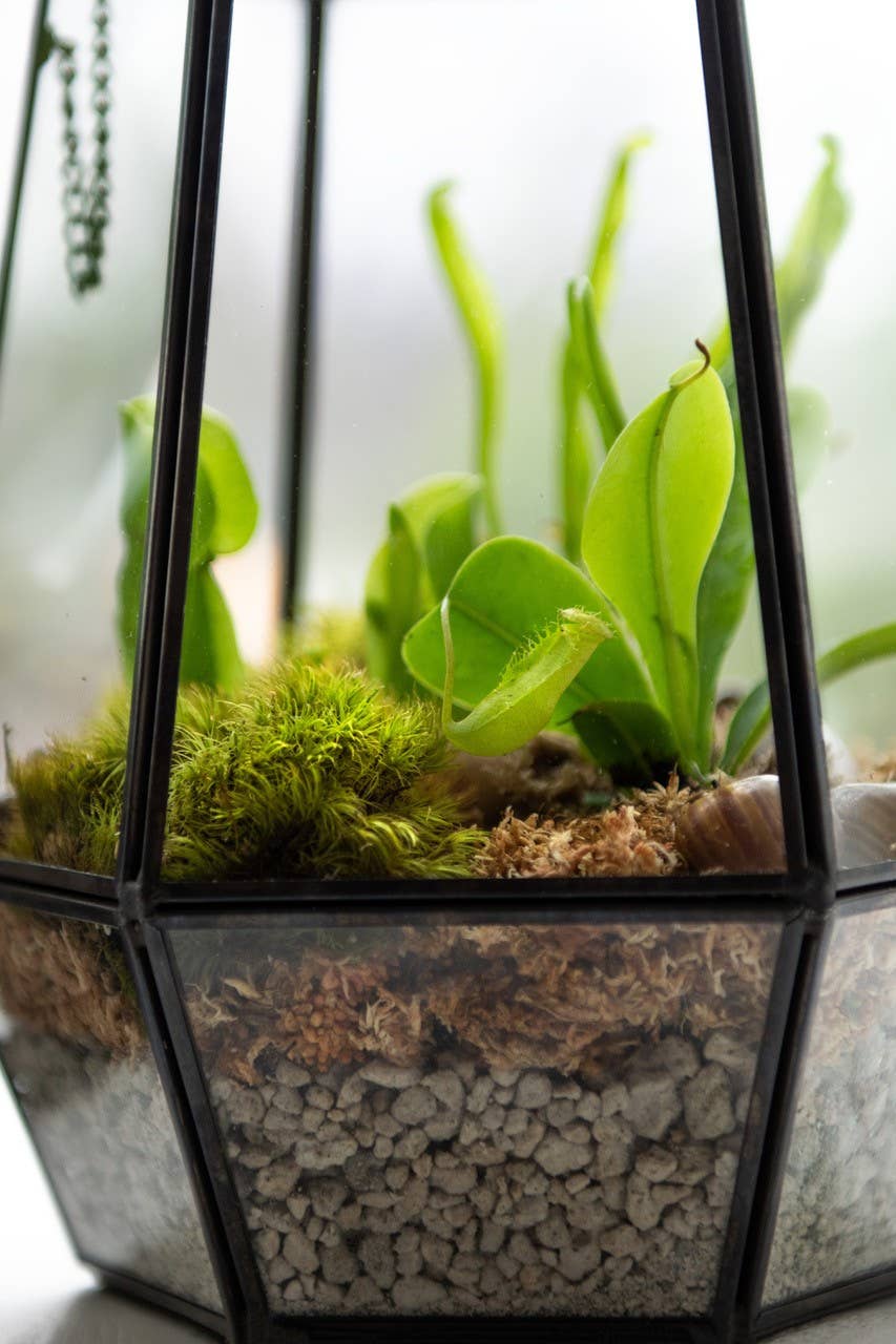 Glass Terrarium/ DIY Glass Terrarium Kit – Build Your Own Miniature Garden
