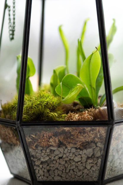 Glass Terrarium/ DIY Glass Terrarium Kit – Build Your Own Miniature Garden