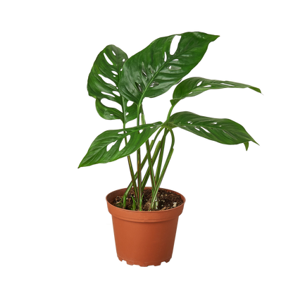 Monstera Swiss Cheese 4-inch