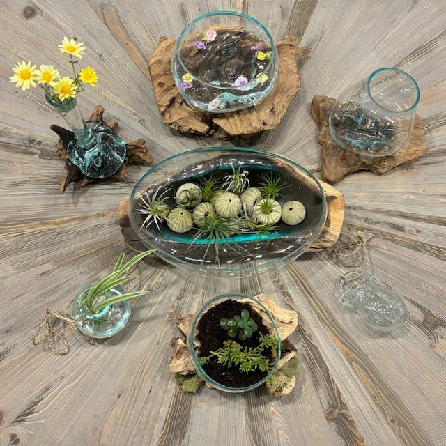 Small Glass & Driftwood Terrarium (approx. 10"x 6" x 8"h)