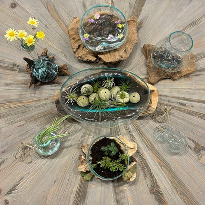 Small Glass & Driftwood Terrarium (approx. 10"x 6" x 8"h)