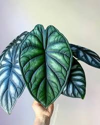 Alocasia ‘Green Unicorn’