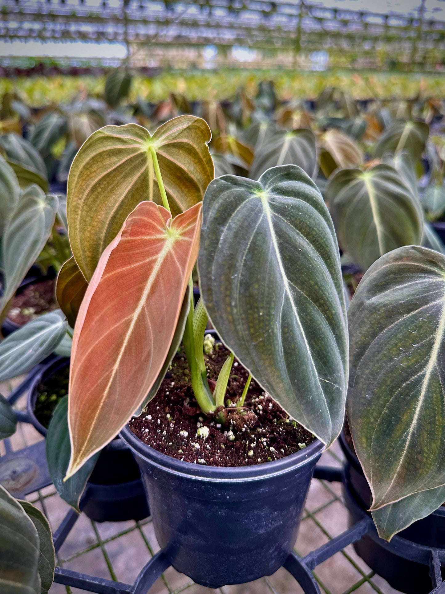 Philodendron Melanochrysum – Black and Gold Philodendron