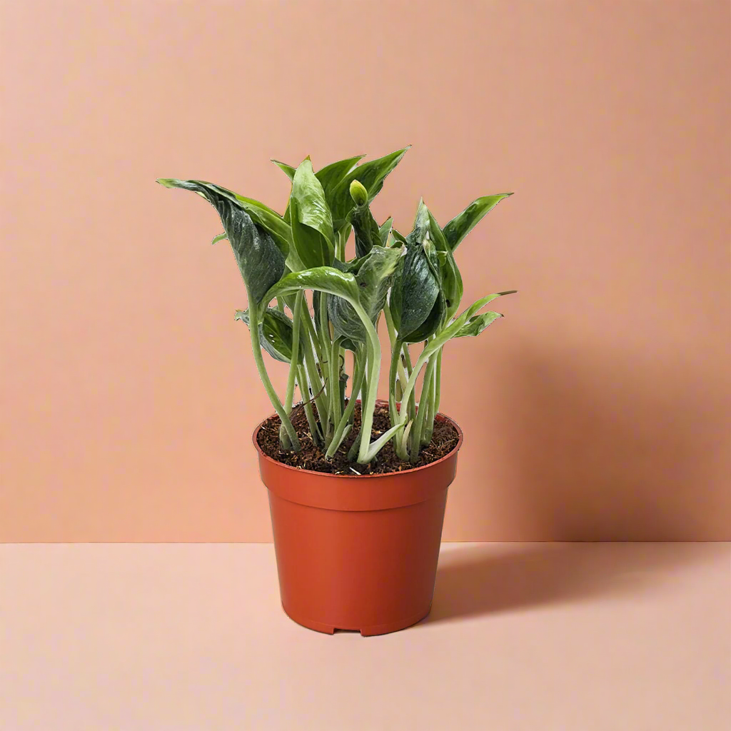 Pothos 'Shangri La'