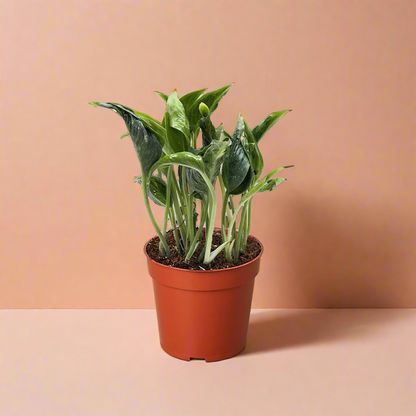 Pothos 'Shangri La'