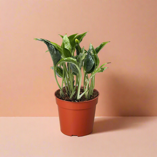 Pothos 'Shangri La'