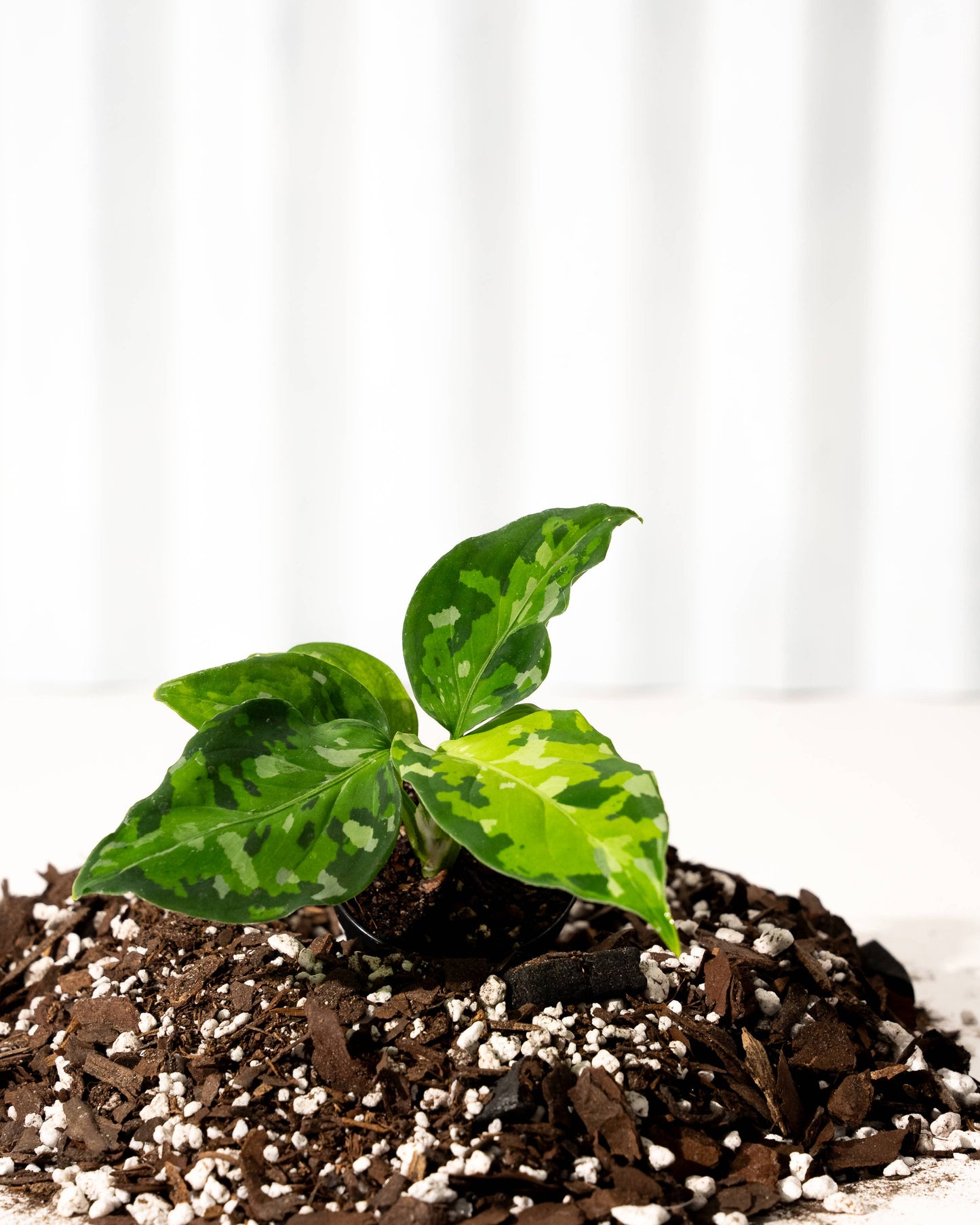 Aglaonema 'Pictum Tricolor'