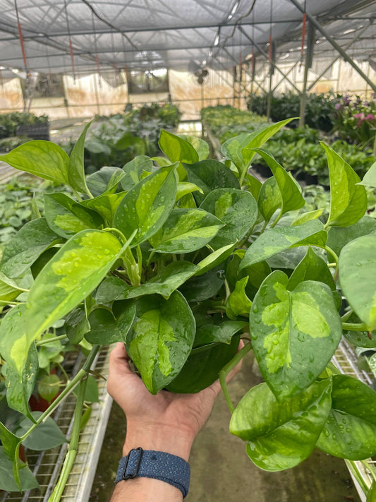 Pothos ‘Global Green’