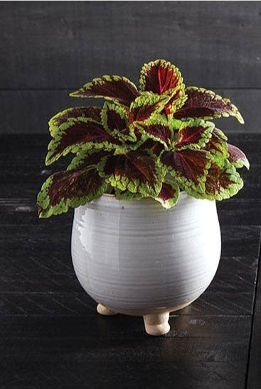 Glossy Porcelain Pot – Simple & Classic Design (5.5" Dia x 6" H)