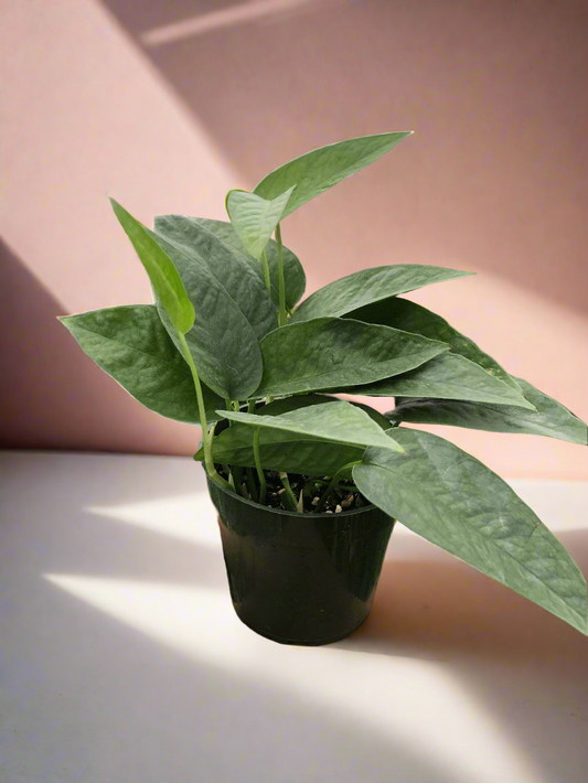 Pothos Cebu Blue 4-in