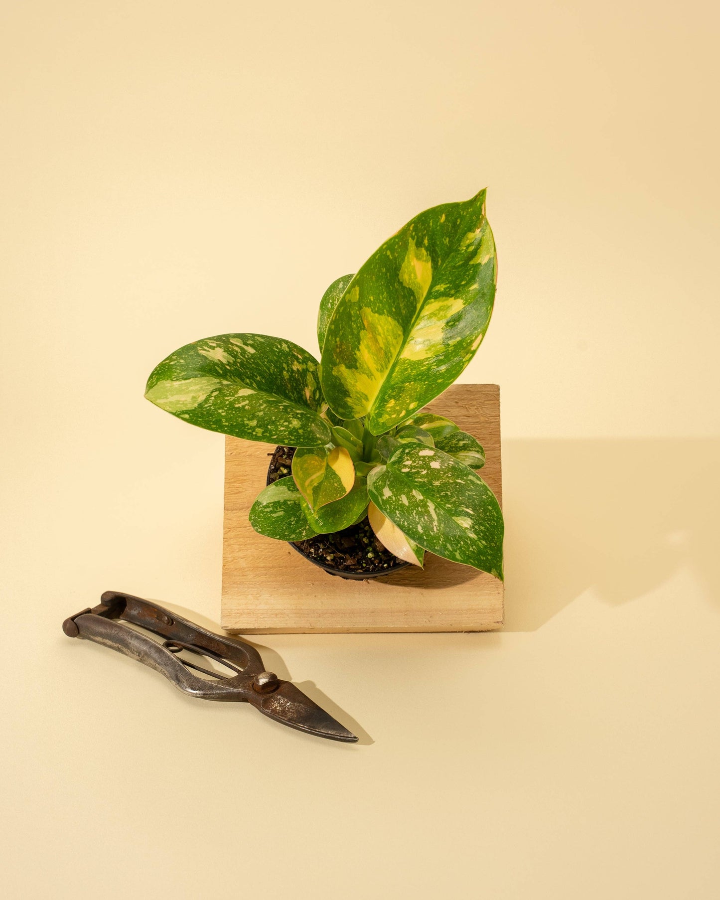 Variegated Philodendron Green Congo 'Copper Flame'