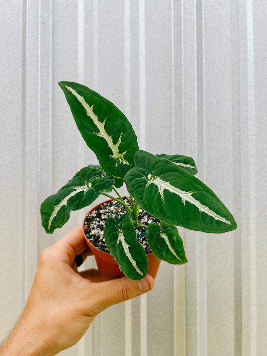 Syngonium 'Wendlandii'