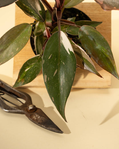 Philodendron Red Anderson 'Pink Knight'