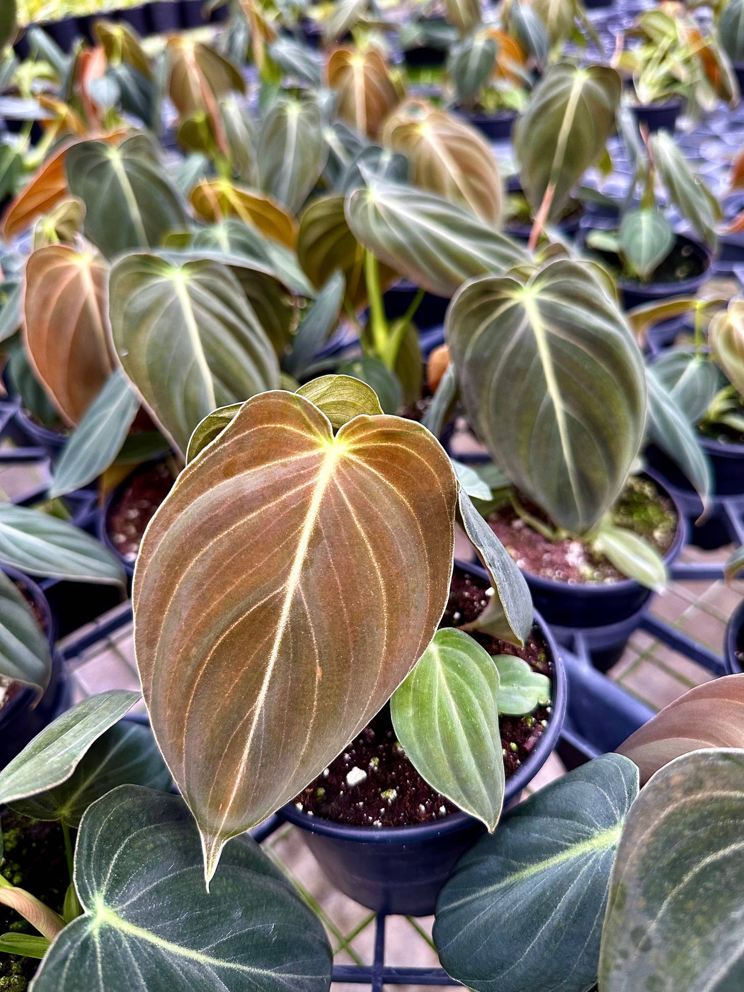 Philodendron Melanochrysum – Black and Gold Philodendron