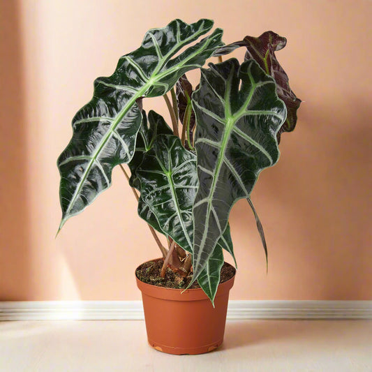 Alocasia African Mask