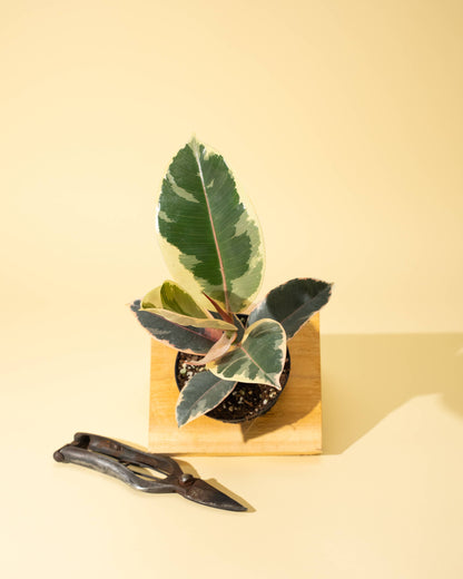 Ficus 'Tineke'