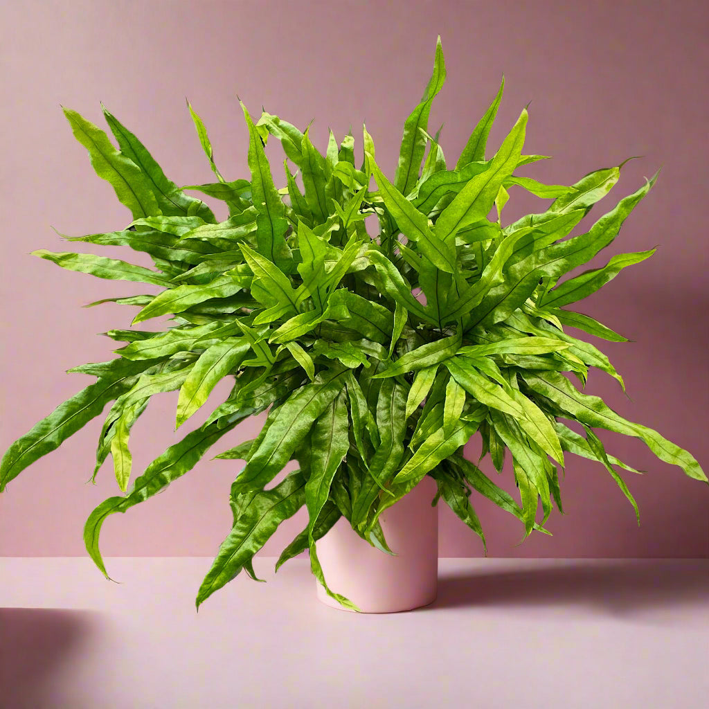 Kangaroo Paw Footed Fern - Anigozanthos