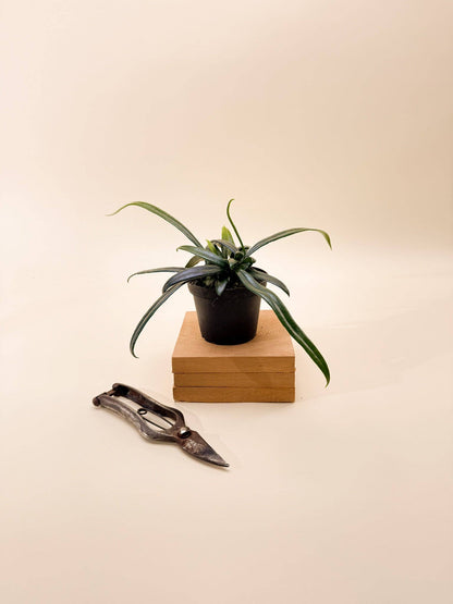 Microsorum Thailandicum 'Blue Oil Fern'