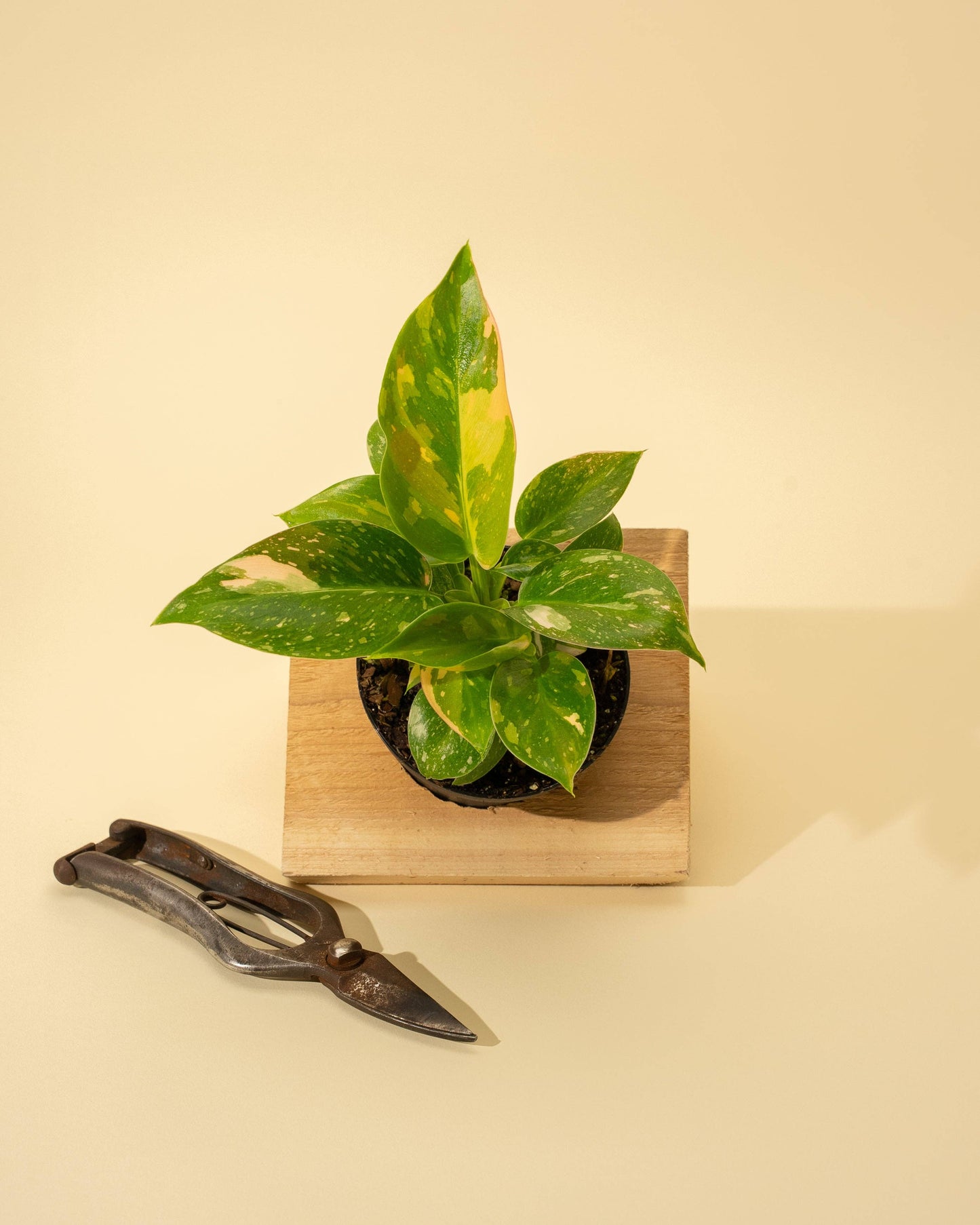 Variegated Philodendron Green Congo 'Copper Flame'