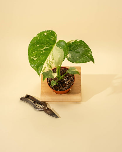 Monstera 'Thai Constellation'