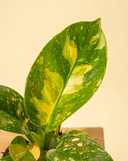 Variegated Philodendron Green Congo 'Copper Flame'