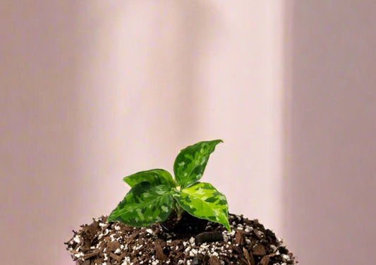 Aglaonema 'Pictum Tricolor'