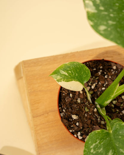 Monstera 'Thai Constellation'