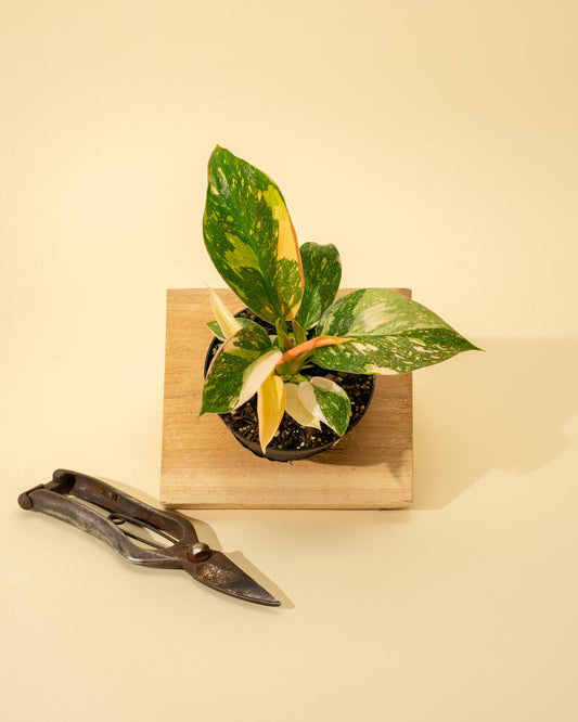Variegated Philodendron Green Congo 'Copper Flame'