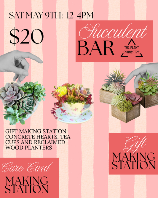 Succulent Makers Bar: May 9th Tea cups, Hearts and more