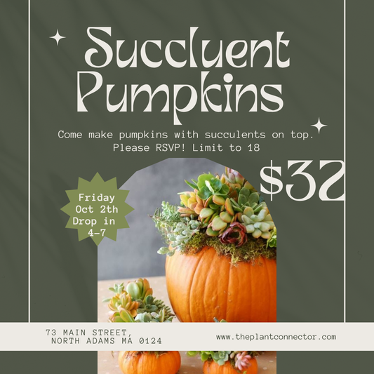 Succulent Pumpkins Workshop