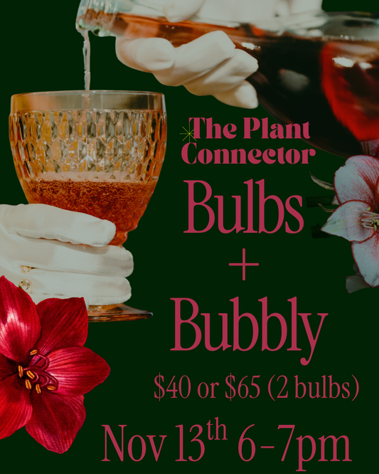 Bulbs & Bubbly: A Holiday Amaryllis Workshop