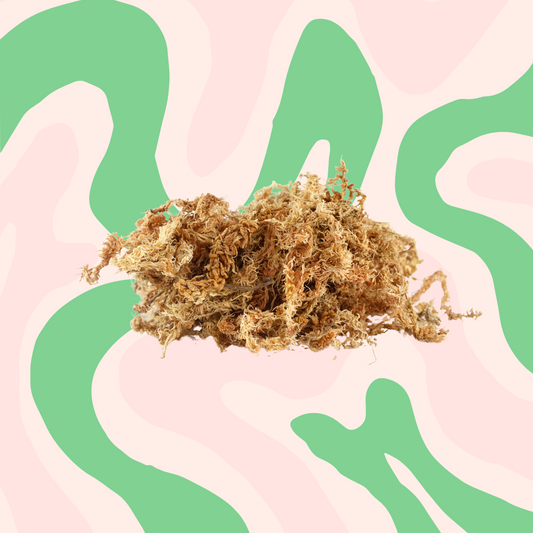 Orchid & Nursery Sphagnum Moss: Refillery