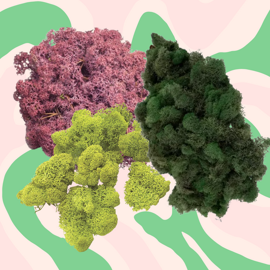 Reindeer Moss – Refill Bar