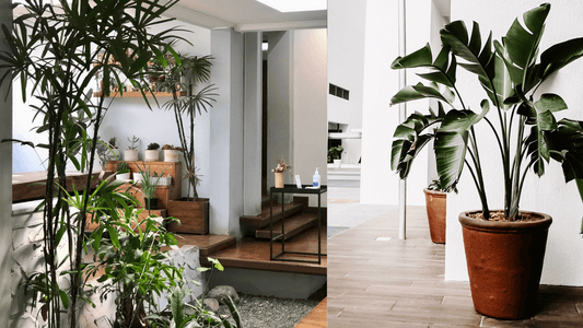 Monthly Professional Plant Visit (On-Site)