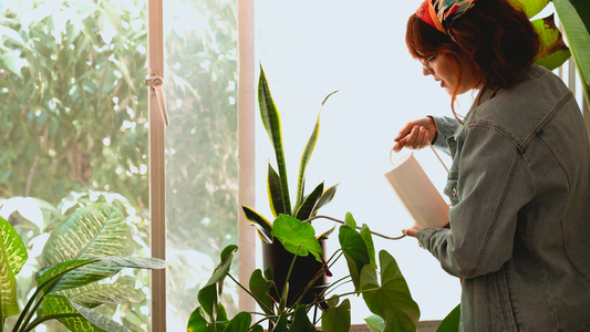 1-Hour Plant Care Visit