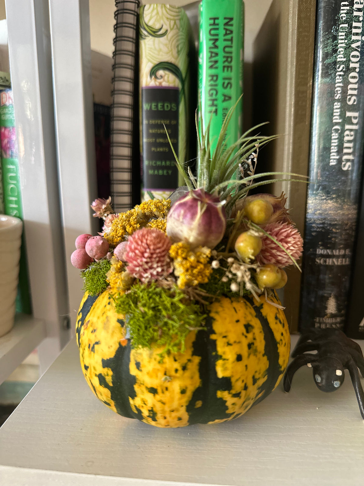 Air Plant Pumpkin Decorating