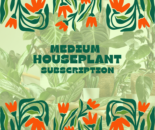 Medium Mystery Plant, 6-Month Gift Subscription