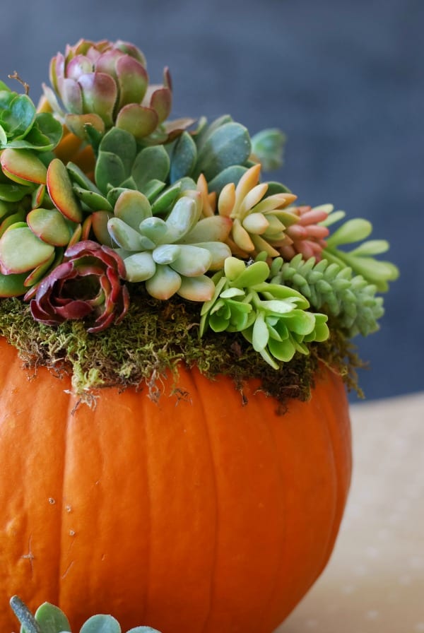 Succulent + Air Plant Pumpkin Decorating Bar