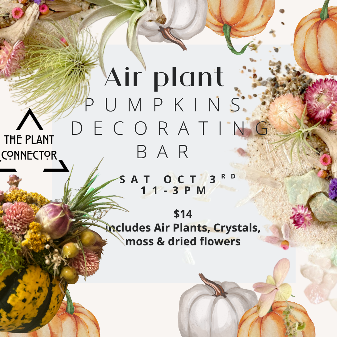 Air Plant Pumpkin Decorating
