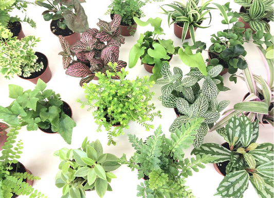 2" Terrarium Fairy Garden Plant Bundle
