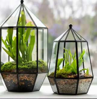 Carnivorous Terrariums Workshop