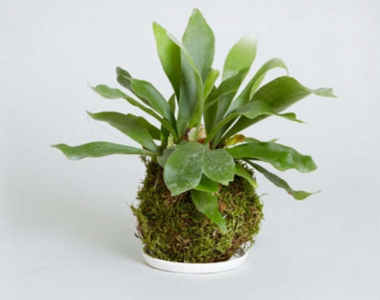 Kokedama Workshop Staghorns, ferns, pothos