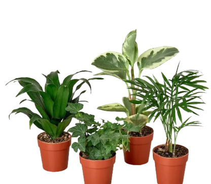 Small Mystery Plant, 6-Month Gift Subscription